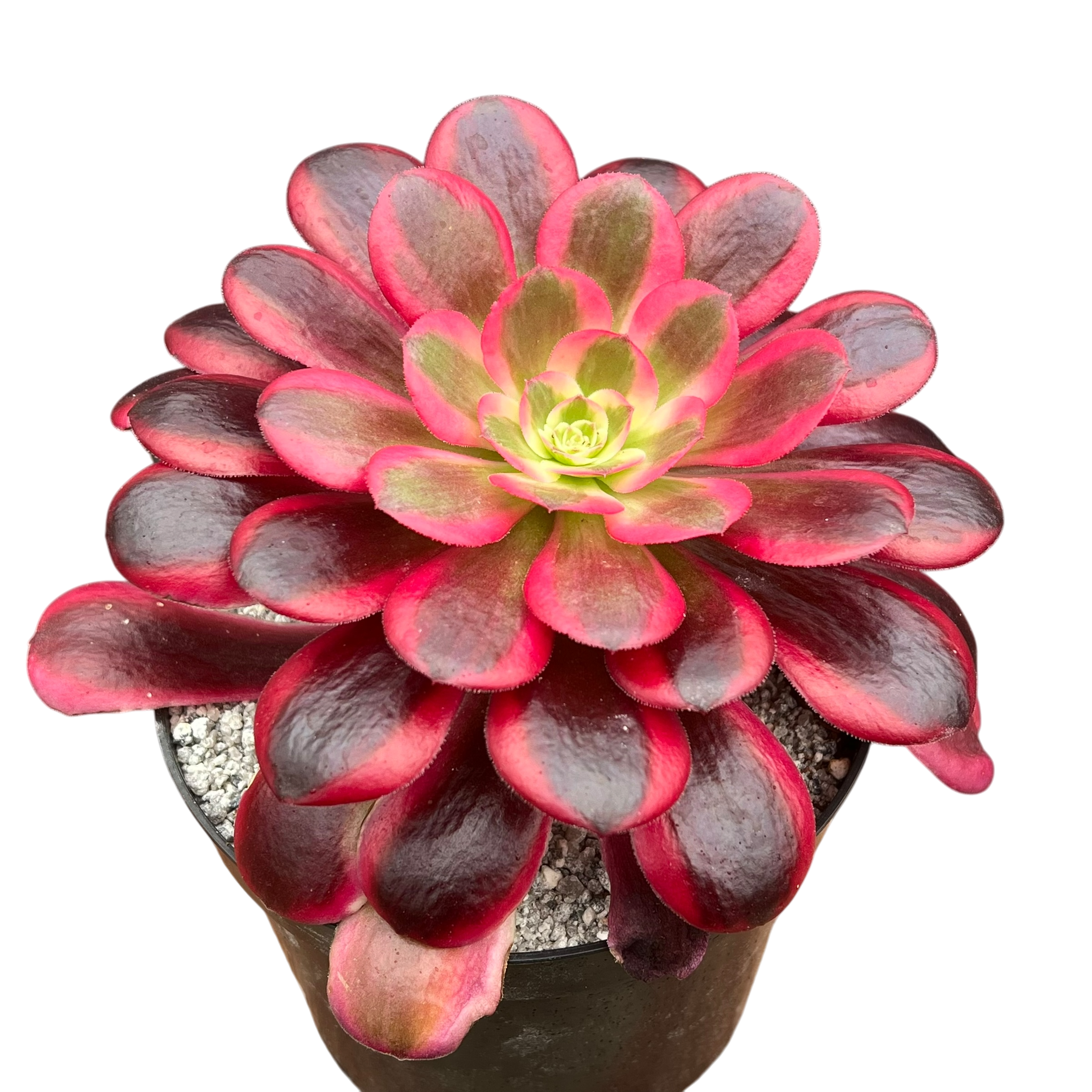 Aeonium 'Medusa'
