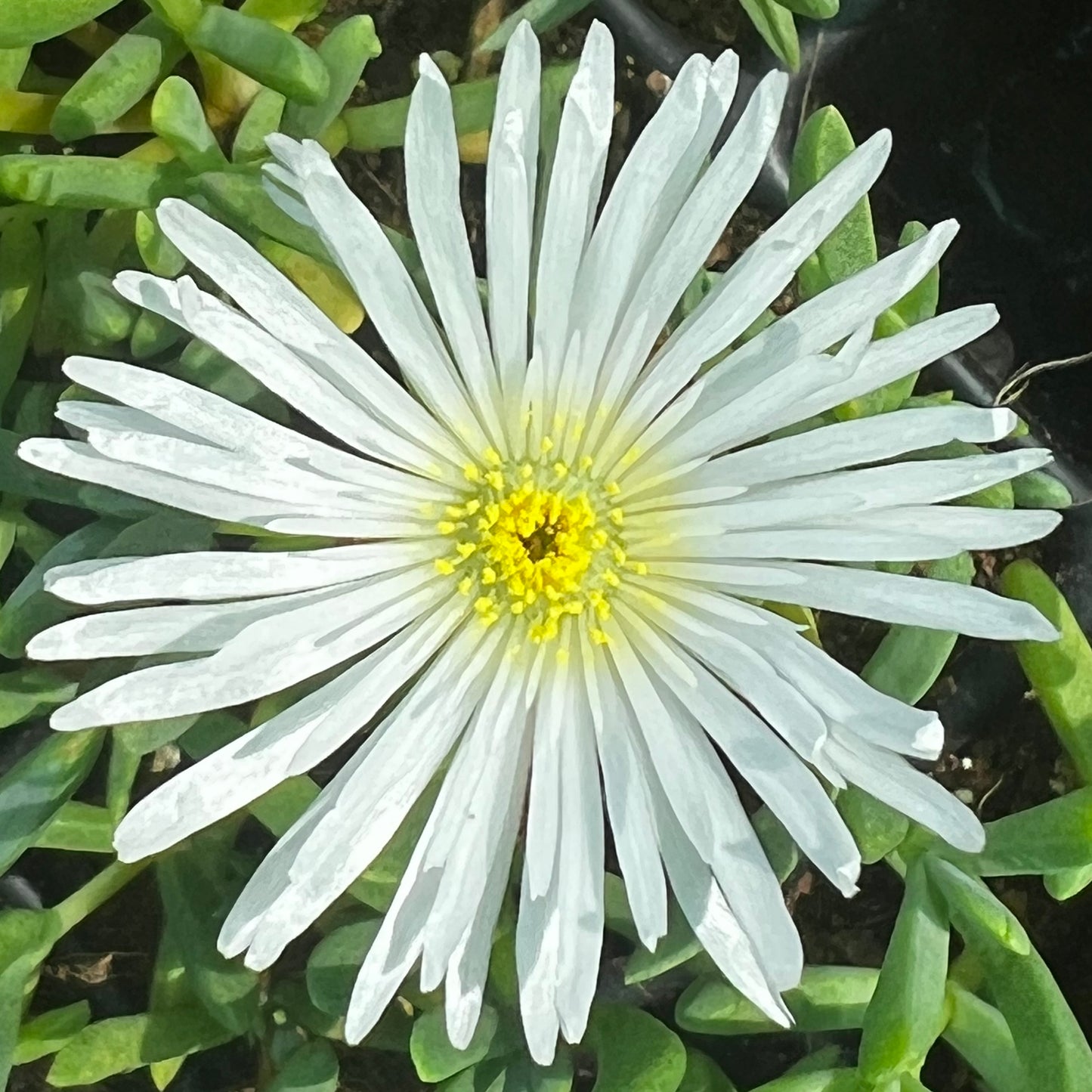 Delosperma