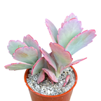 Kalanchoe fedtschenkoi | Lavender Scallops