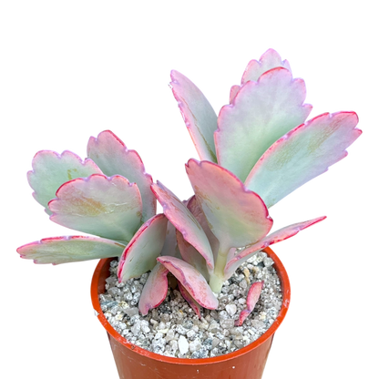 Kalanchoe fedtschenkoi (Lavender Scallops)