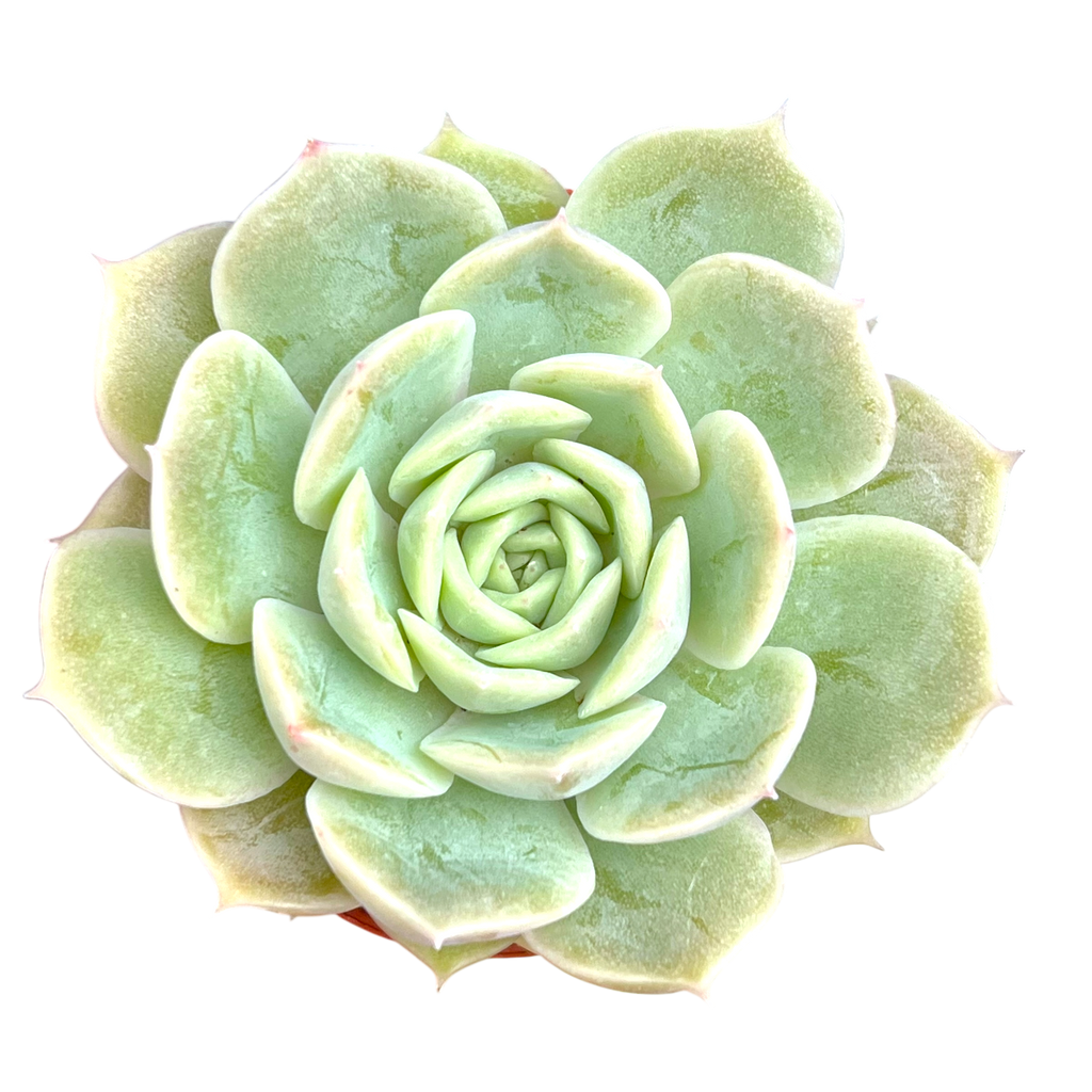 Echeveria 'Onslow'