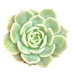 Echeveria 'Onslow'