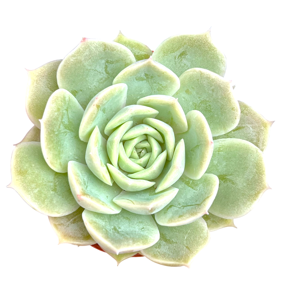 Echeveria 'Onslow'