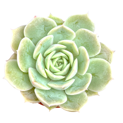 Echeveria 'Onslow'