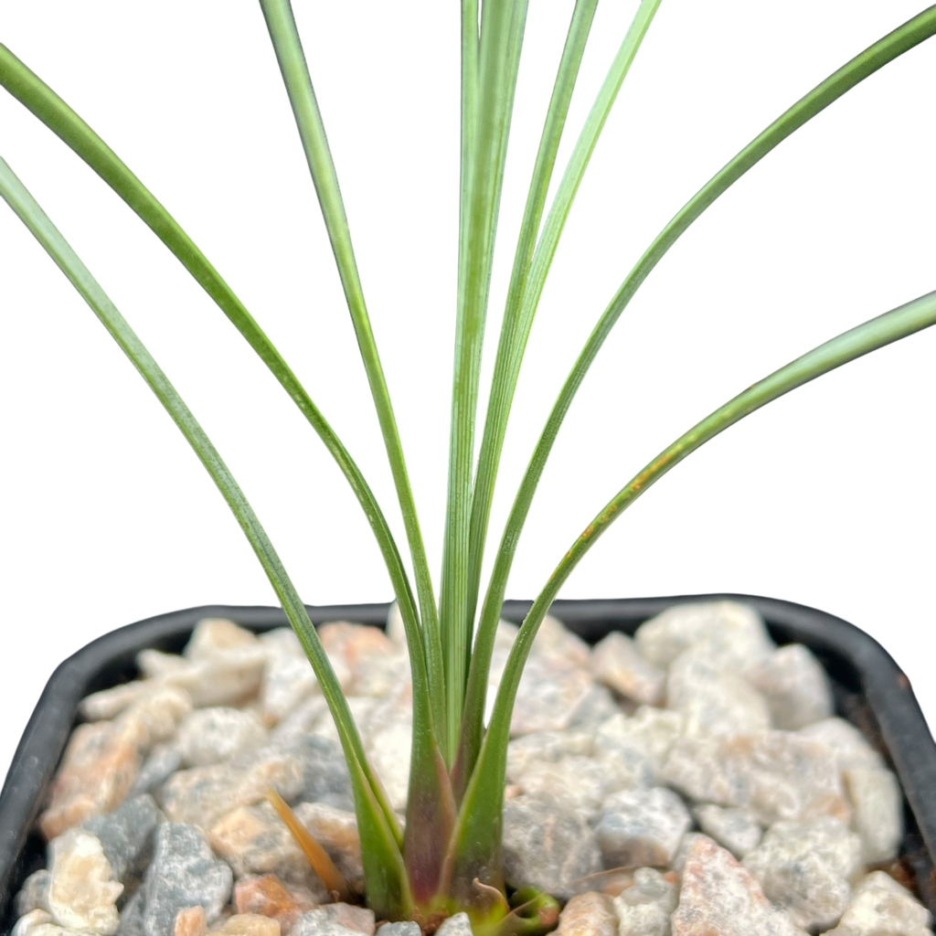 Dasylirion longissimum | Mexican Grass Tree