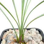 Dasylirion longissimum | Mexican Grass Tree