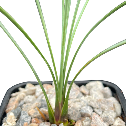 Dasylirion longissimum (Mexican Grass Tree)