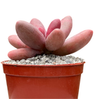 Pachyphytum oviferum x viride