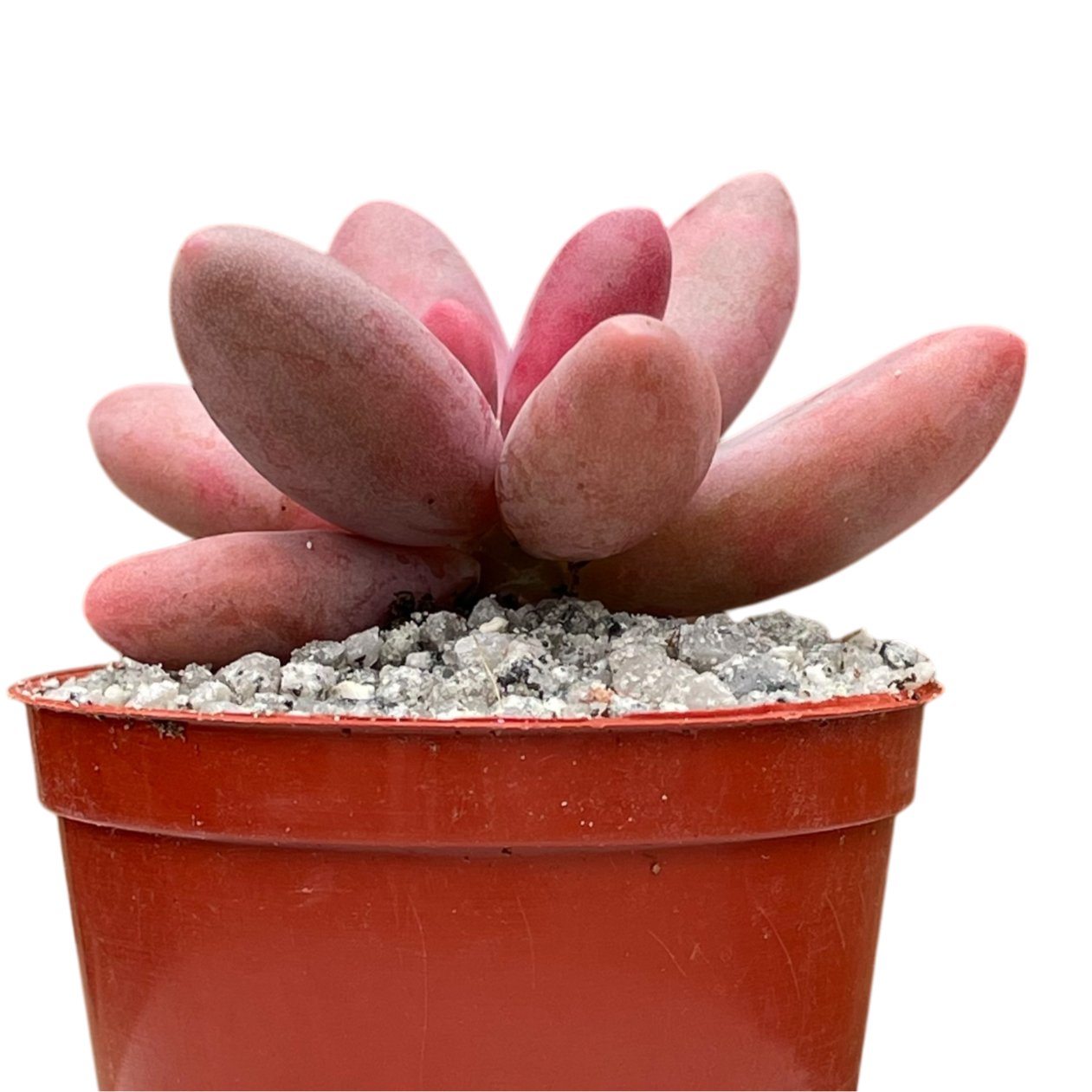 Pachyphytum oviferum x viride
