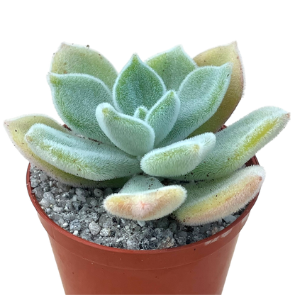 Echeveria pulvinata 'Frosty'