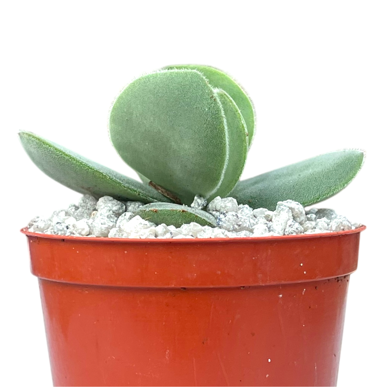 Crassula cotyledonis
