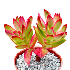 Crassula 'Candy Cane'