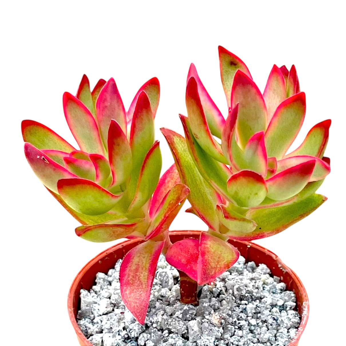 Crassula 'Candy Cane'