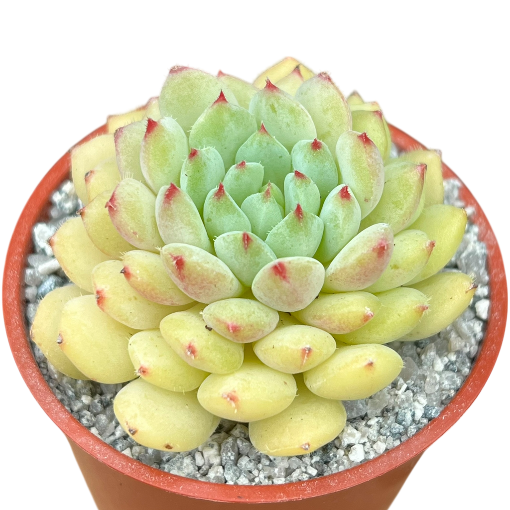 Echeveria 'Galaxy Starlet'