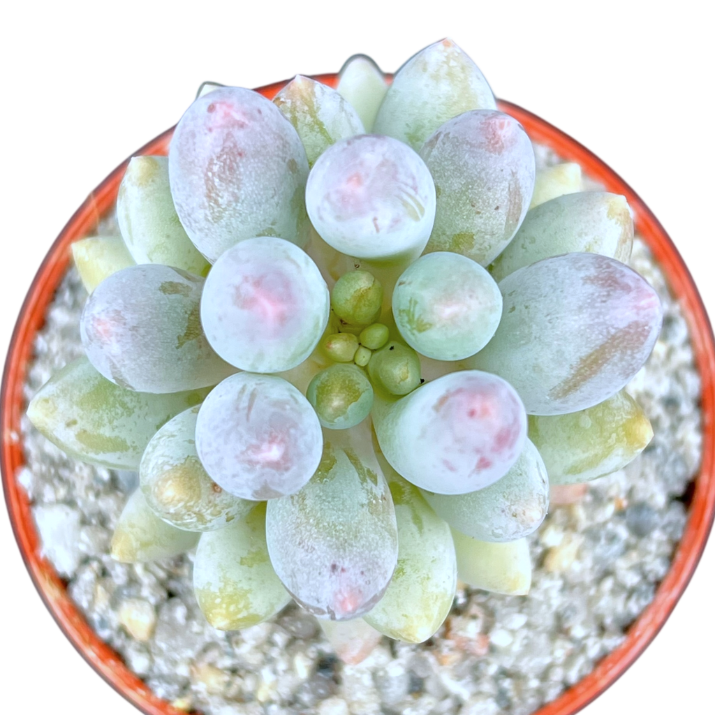 Pachyphytum 'Baby Fingers'