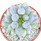 Pachyphytum 'Baby Fingers'