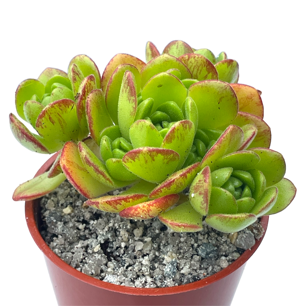 Aeonium x loartei