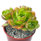 Aeonium x loartei