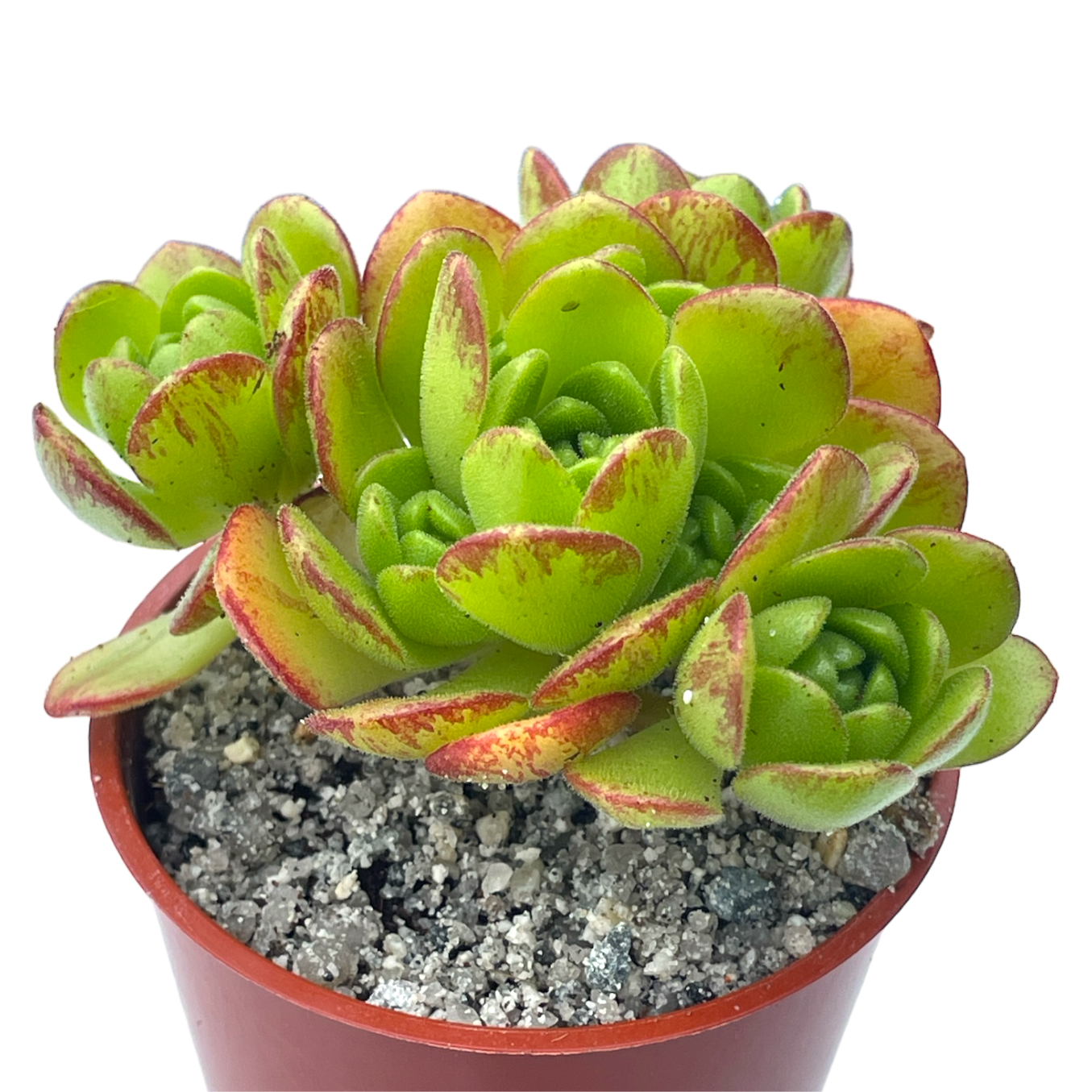 Aeonium x loartei