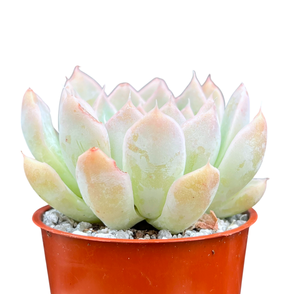 Echeveria sanchez-mejoradae