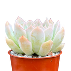 Echeveria sanchez-mejoradae