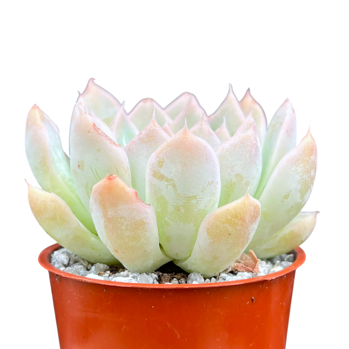 Echeveria sanchez-mejoradae