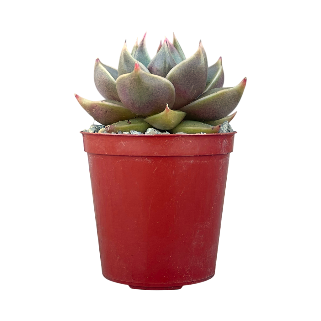 Echeveria 'Crystal Tower'
