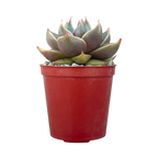 Echeveria 'Crystal Tower'