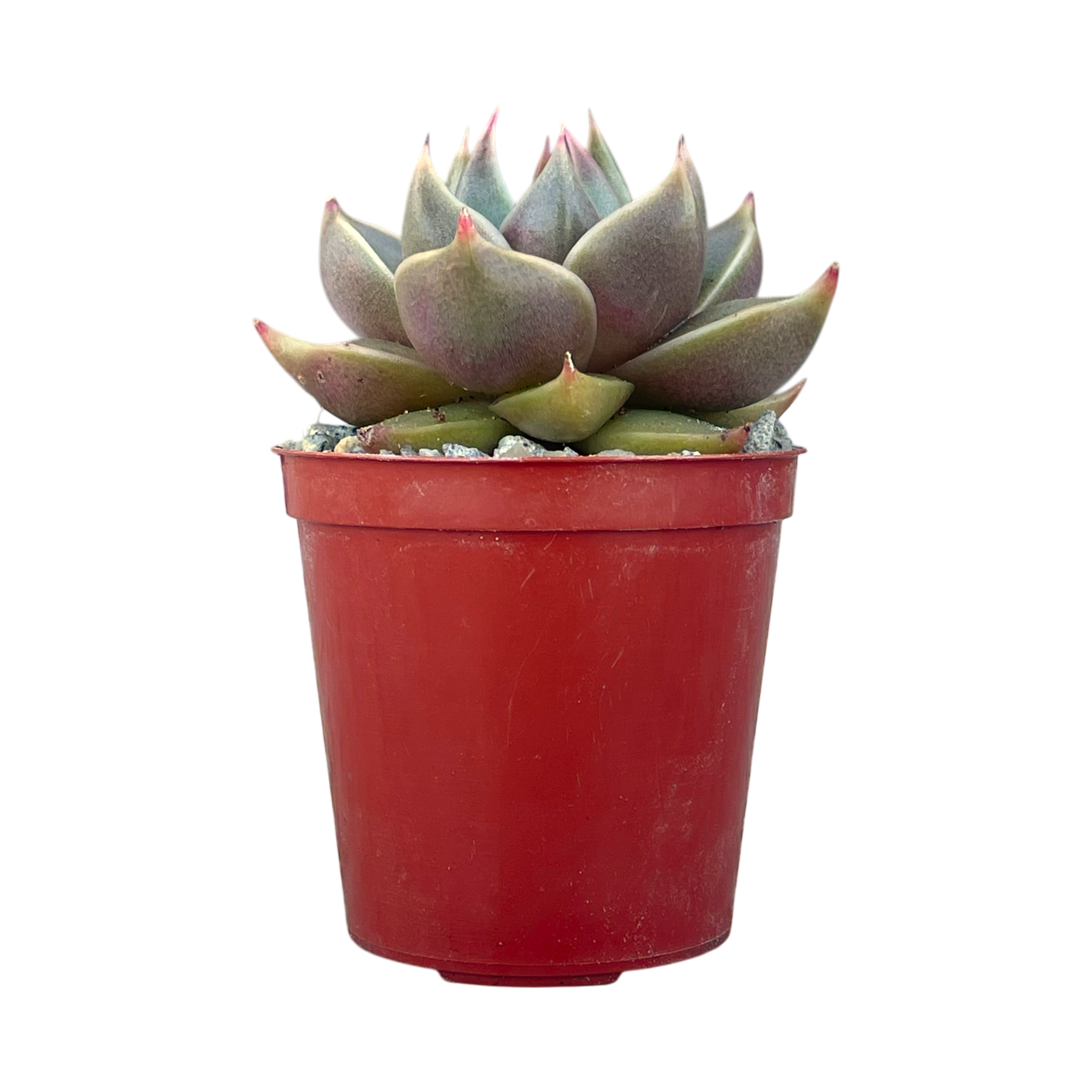 Echeveria 'Crystal Tower'