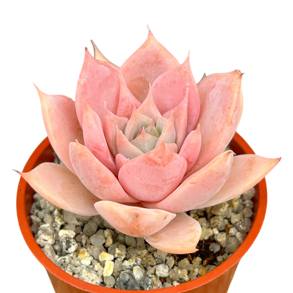 Echeveria 'Misty'