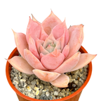 Echeveria 'Misty'
