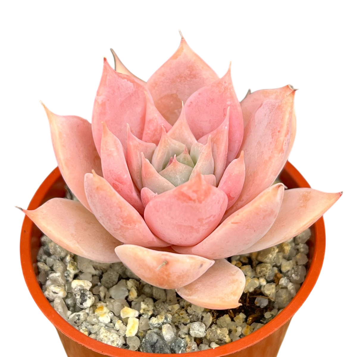 Echeveria 'Misty'