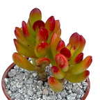 Crassula ovata 'Hobbit'