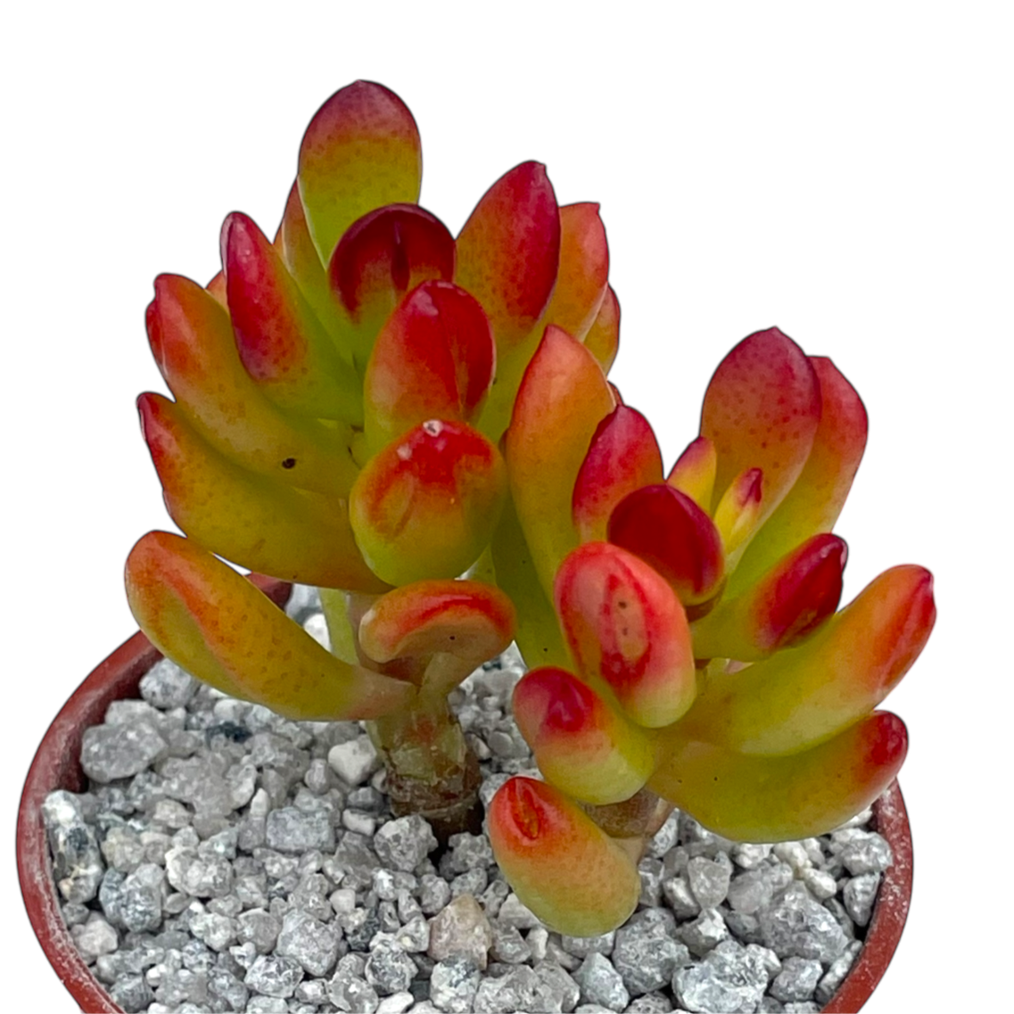 Crassula ovata 'Hobbit'