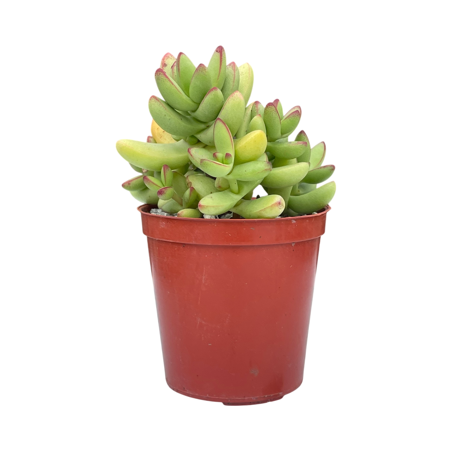 Crassula nudicaulis var. herrei