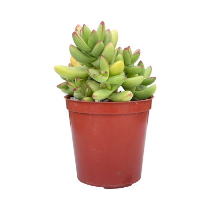 Crassula nudicaulis var. herrei
