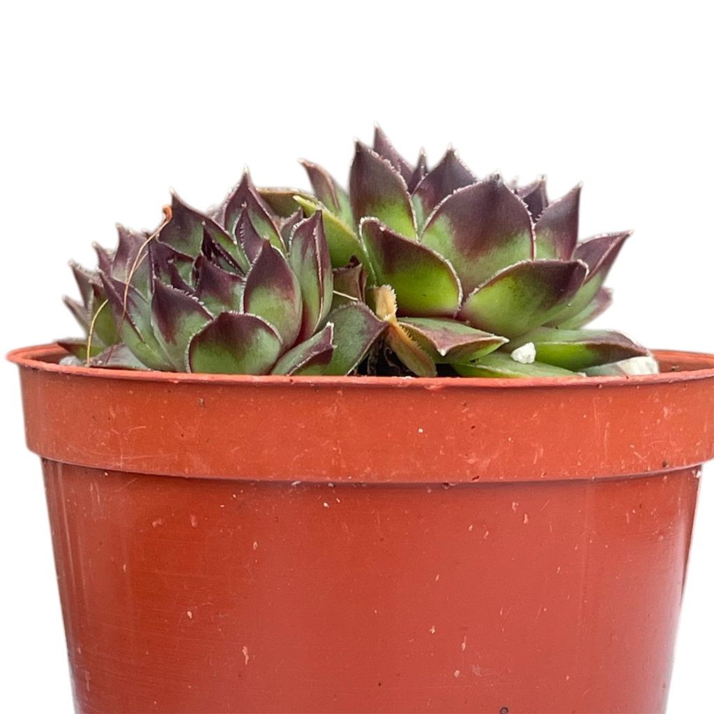 Sempervivum 'Brown Owl'