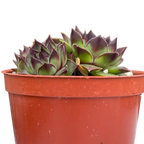 Sempervivum 'Brown Owl'