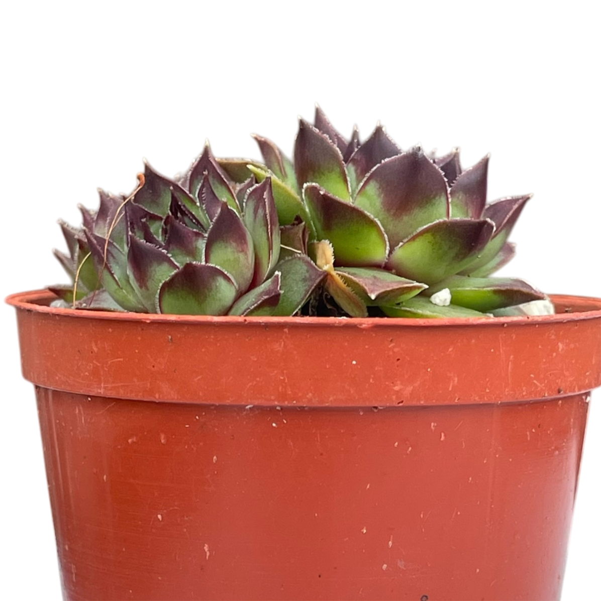 Sempervivum 'Brown Owl'