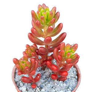 Sedum x rubrotinctum | Jelly Bean Plant