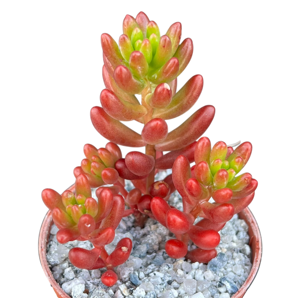 Sedum x rubrotinctum | Jelly Bean Plant