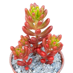 Sedum x rubrotinctum | Jelly Bean Plant