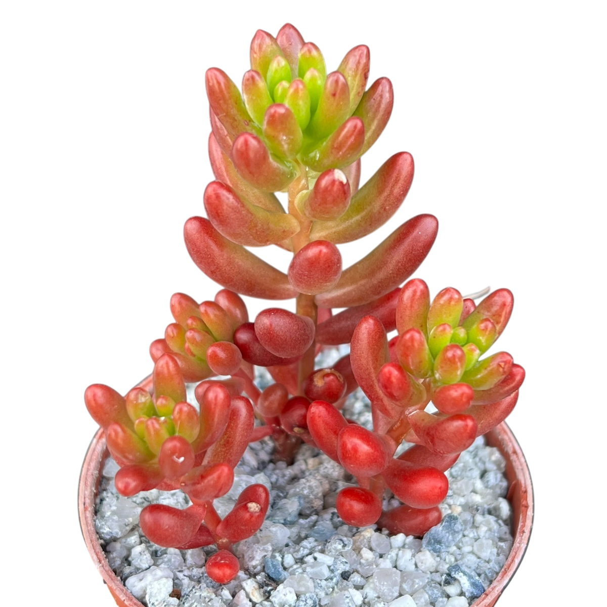 Sedum x rubrotinctum | Jelly Bean Plant