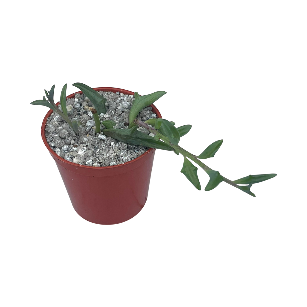 Curio peregrinus | String of Dolphins