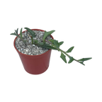 Curio peregrinus | String of Dolphins