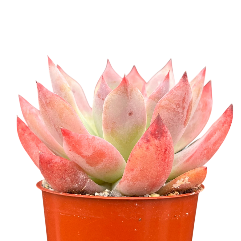 Echeveria 'Humming Bird'