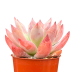 Echeveria 'Humming Bird'