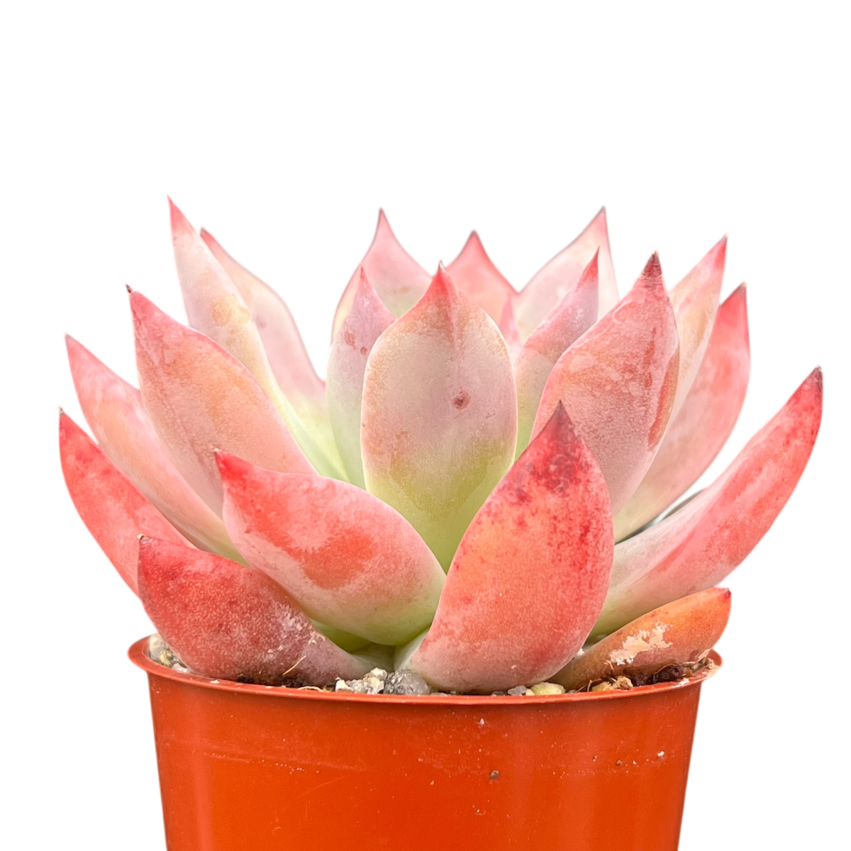 Echeveria 'Humming Bird'