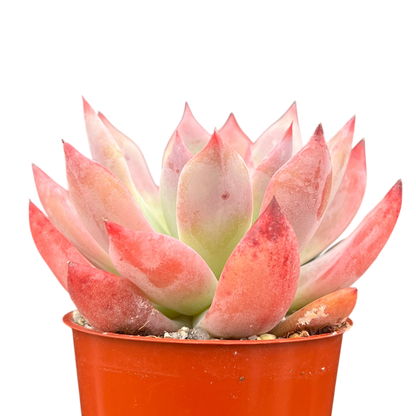 Echeveria 'Humming Bird'