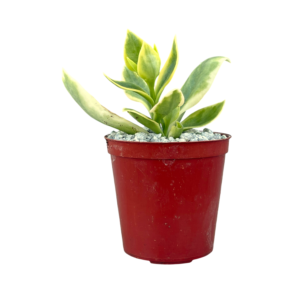 Aptenia cordifolia variegata